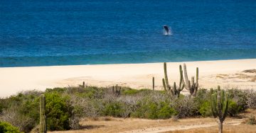Messico: viaggio fotografico a Baja California. Tra deserti e balene
